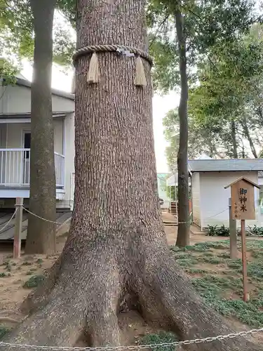 金ヶ作熊野神社の自然