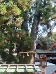 大神神社(奈良県)