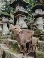 春日大社の{uncategorized: "未分類", other: "その他", undefined: "問題あり", building: "その他建物", grave: "お墓", sacred_gate: "鳥居", guardian: "狛犬", statue: "像", buddha: "仏像", history: "歴史", nature: "自然", garden: "庭園", animal: "動物", pagoda: "塔", temizu: "手水舎", mountain_gate: "山門・神門", sanctuary: "本殿・本堂", subordinate: "末社・摂社", art: "芸術", scenery: "景色", jizo: "地蔵", ema: "絵馬", goshuin: "御朱印", omikuji: "おみくじ", items: "授与品その他", amulet: "お守り", goshuincho: "御朱印帳", eats: "食事", festival: "お祭り", votive_dance: "神楽", shichigosan: "七五三参", wedding: "結婚式", experience: "体験その他", initially: "初詣", around: "周辺", anti_infection: "感染症対策"}