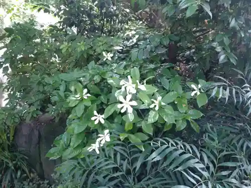 阿佐ヶ谷神明宮の自然