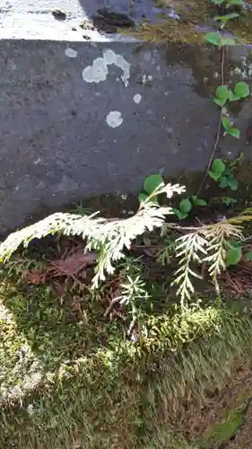 義經神社の自然