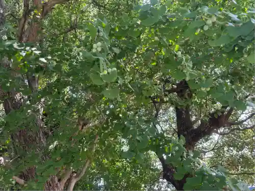 多奈波太神社の自然
