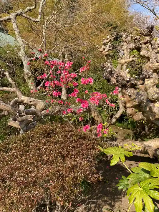 浄光明寺の自然