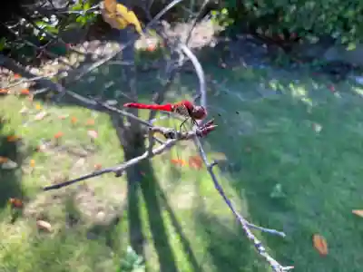 大船観音寺(神奈川県)