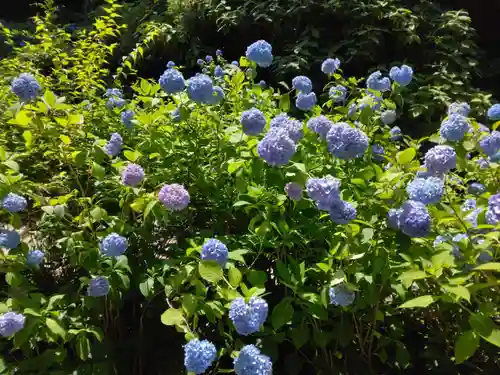 明月院(神奈川県)
