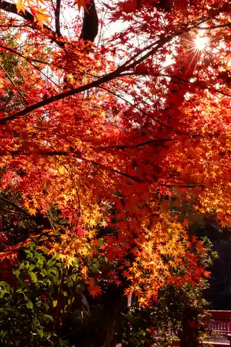賀茂別雷神社（上賀茂神社）(京都府)