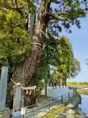 大國魂神社の自然