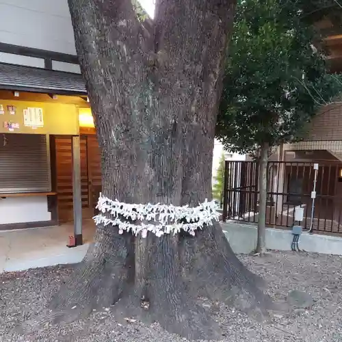 上目黒氷川神社の自然