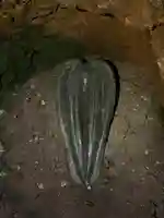 木花開耶姫神社(長崎県)