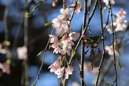 延命寺の庭園