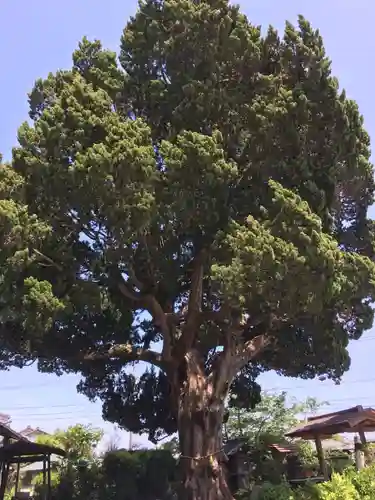 大善院（観蓮寺大善院）の自然