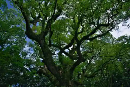 熱田神宮の自然