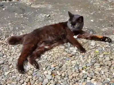 南洲神社の動物