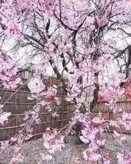 四季桜の寺 妙乗院の自然