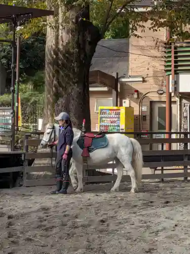 明治神宮(東京都)