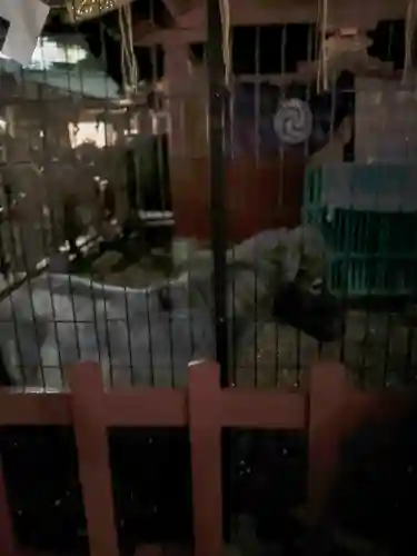 神田神社（神田明神）の動物