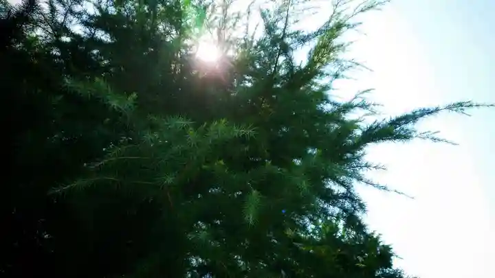 八龍社(稲島)の自然