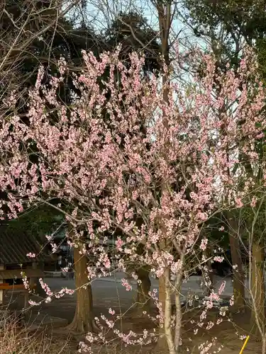 雀神社(茨城県)