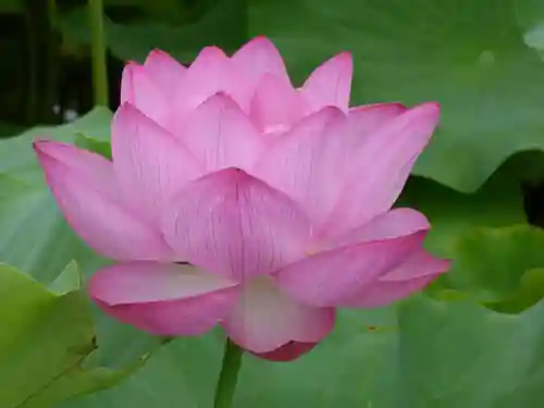 寛永寺不忍池弁天堂(東京都)