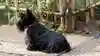 金王八幡宮の動物