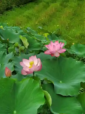 中尊寺金色堂(岩手県)