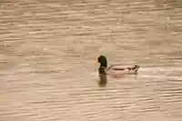 壹美白辨財天社(京都府)