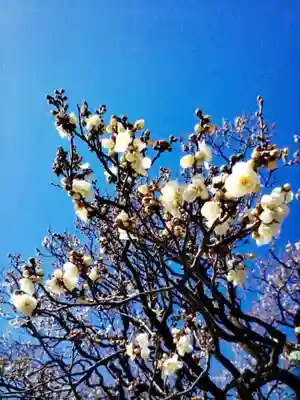 福蔵院(東京都)