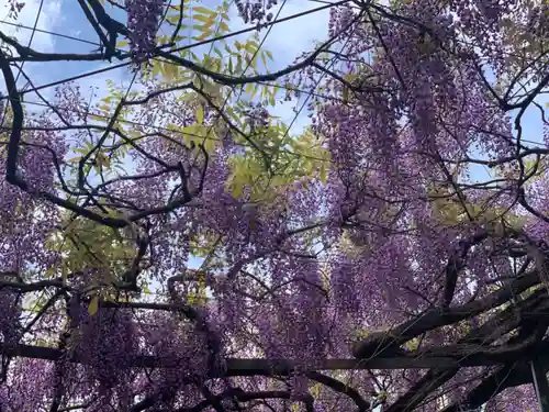 國領神社の自然