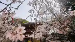 醍醐寺(京都府)