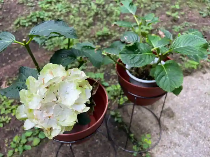 大宮温泉神社の自然