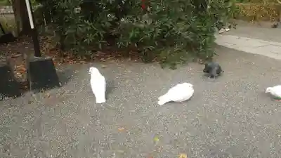 旗上弁財天社の動物