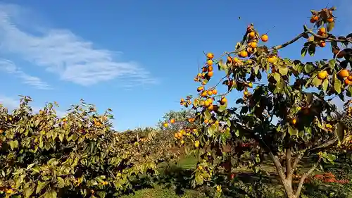 倶梨迦羅神社(長野県)