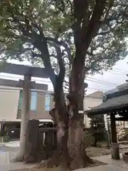 麻布氷川神社の自然