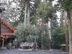 椿大神社の自然