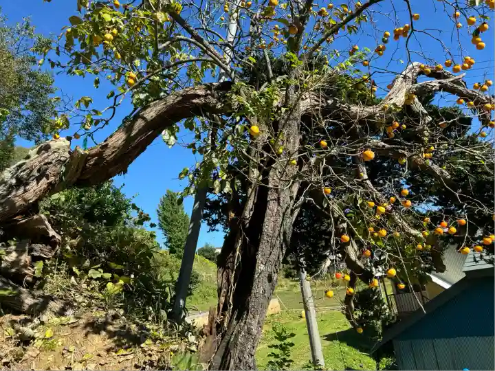 高木神社(福島県)