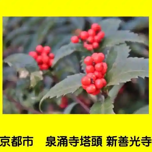 一條殿 新善光寺の自然