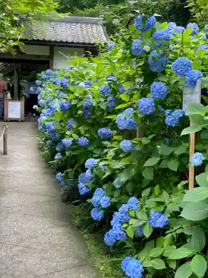 明月院(神奈川県)