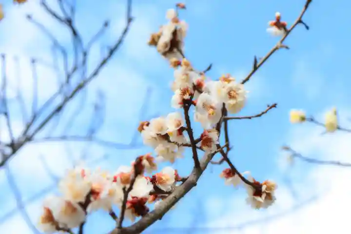 三津厳島神社の自然