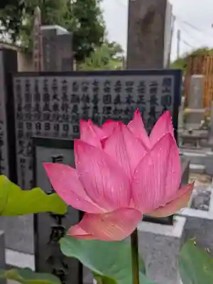 長善寺(東京都)