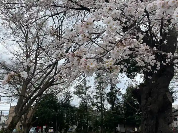 新田稲荷神社の自然
