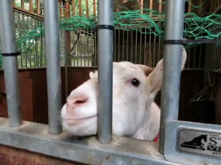 水稲荷神社の動物