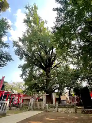 鬼子母神堂　(法明寺）(東京都)