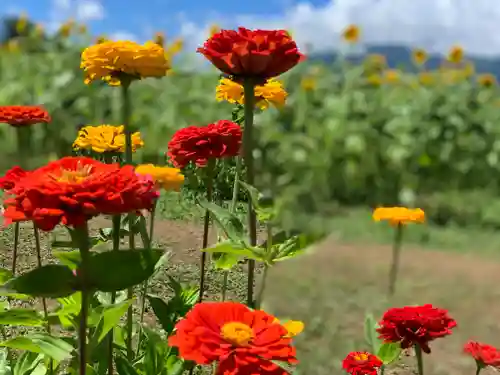 山中浅間神社の自然