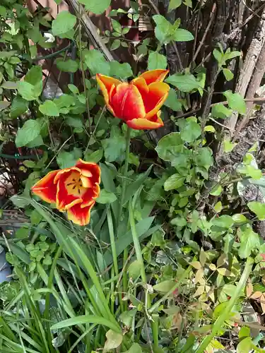 安養寺（弥勒院）の庭園
