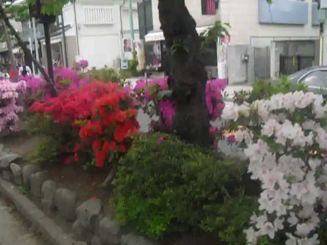 鶴岡八幡宮の自然