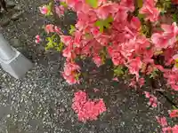 彌彦神社 (伊夜日子神社)の自然