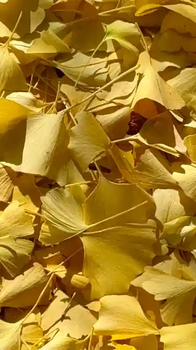 和田神社(滋賀県)