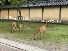 興福寺 南円堂の動物