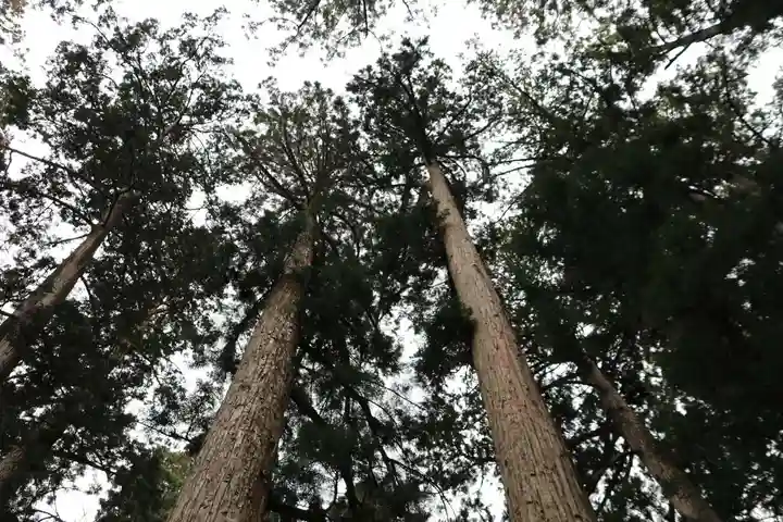 高野山金剛峯寺の自然