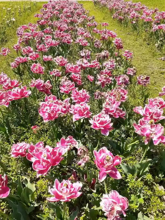 宮前霹靂神社の{uncategorized: "未分類", other: "その他", undefined: "問題あり", building: "その他建物", grave: "お墓", sacred_gate: "鳥居", guardian: "狛犬", statue: "像", buddha: "仏像", history: "歴史", nature: "自然", garden: "庭園", animal: "動物", pagoda: "塔", temizu: "手水舎", mountain_gate: "山門・神門", sanctuary: "本殿・本堂", subordinate: "末社・摂社", art: "芸術", scenery: "景色", jizo: "地蔵", ema: "絵馬", goshuin: "御朱印", omikuji: "おみくじ", items: "授与品その他", amulet: "お守り", goshuincho: "御朱印帳", eats: "食事", festival: "お祭り", votive_dance: "神楽", shichigosan: "七五三参", wedding: "結婚式", experience: "体験その他", initially: "初詣", around: "周辺", anti_infection: "感染症対策"}